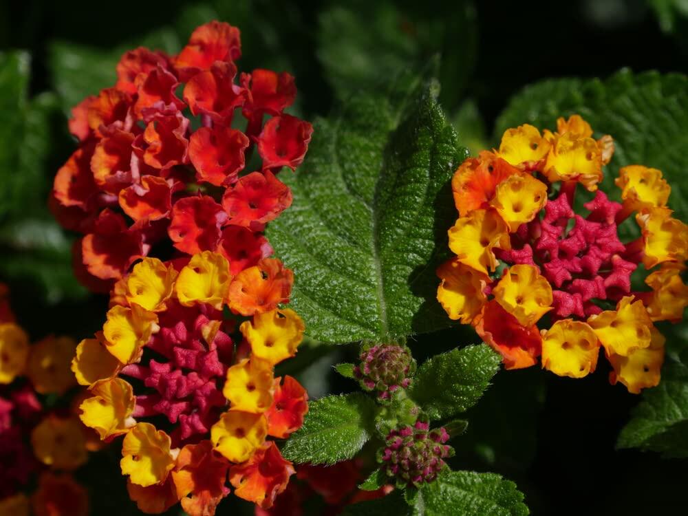 PLANT NOOK Lantana Camara Changing Times Live Plant Starter | Color-Changing Yellow to Orange to Light Red Blooms | Compact Mounding Spreader for Pots & Borders | Full Sun