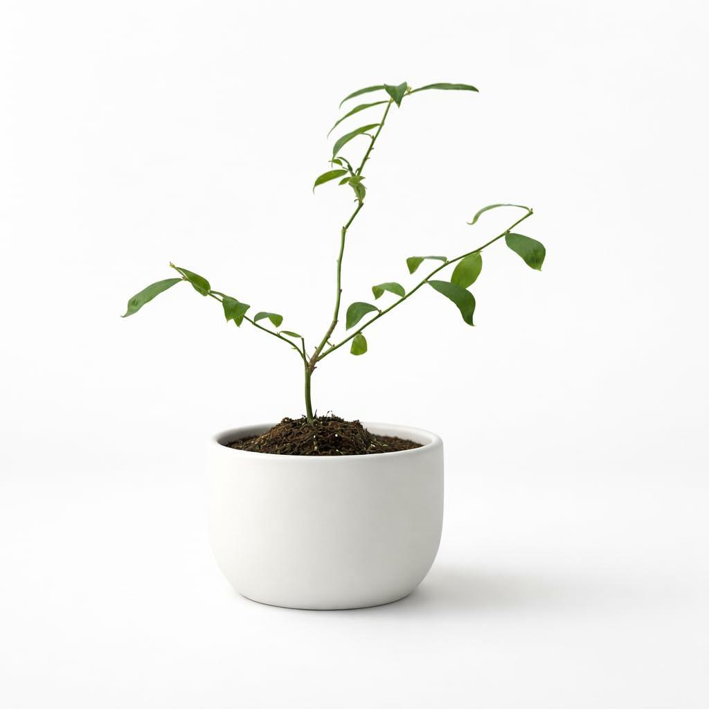 PLANT NOOK Pink Lemonade Blueberry Live Plant Starter Plug 2-Pack | Unique Pink Berries, Sweet Flavor, Compact Bush for Patio Pots & Garden Beds