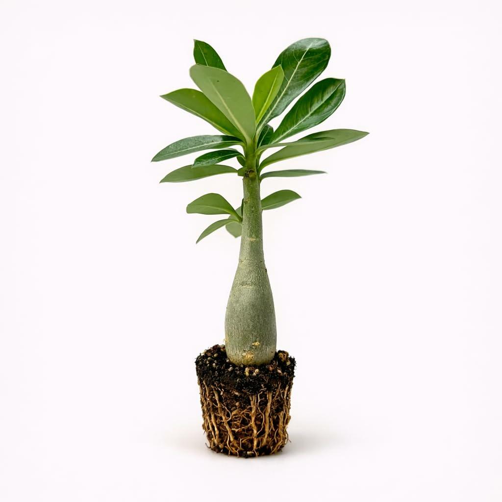 PLANT NOOK Pink Desert Rose (Adenium obesum) Live Plant Starter | Pink Blooms, Thick Caudex Succulent | Full Sun, Drought Tolerant | Fast-Draining Soil, Patio or Bright Window