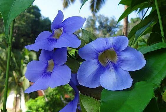 PLANT NOOK Thunbergia Grandiflora  Live Plant Starter | Heat & Drought Tolerant Summer Bloomer | Full Sun Groundcover for Beds, Borders & Hanging Baskets | Low Water Plant