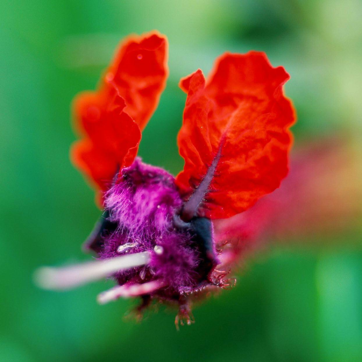 PLANT NOOK Batface Cuphea (Cuphea llavea) Live Plant Starter Plug 2-Pack | Purple Bat Blooms with Red Ears, Hummingbird Magnet | Compact Flowering Plant for Patio Pots, Hanging Baskets & Borders