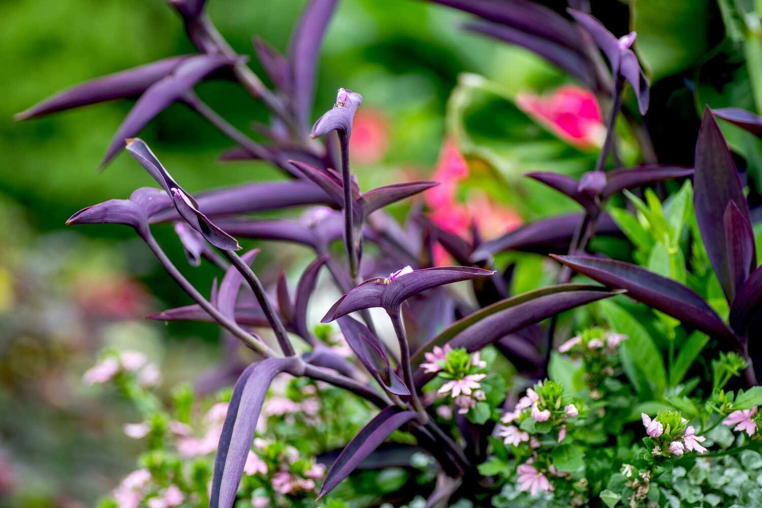 PLANT NOOK Setcreasea Purple Heart (Tradescantia pallida) Live Plant Starter | Deep Purple Trailing Foliage for Hanging Baskets & Groundcover | Full Sun to Partial Shade | Easy Care Warm-Climate Plant