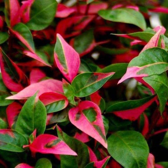 PLANT NOOK Alternanthera Party Time PP14789 Live Plant Starter Plug 2-Pack | Pink Variegated Foliage Plant for Pots Borders and Patio Displays | Full Sun to Partial Shade