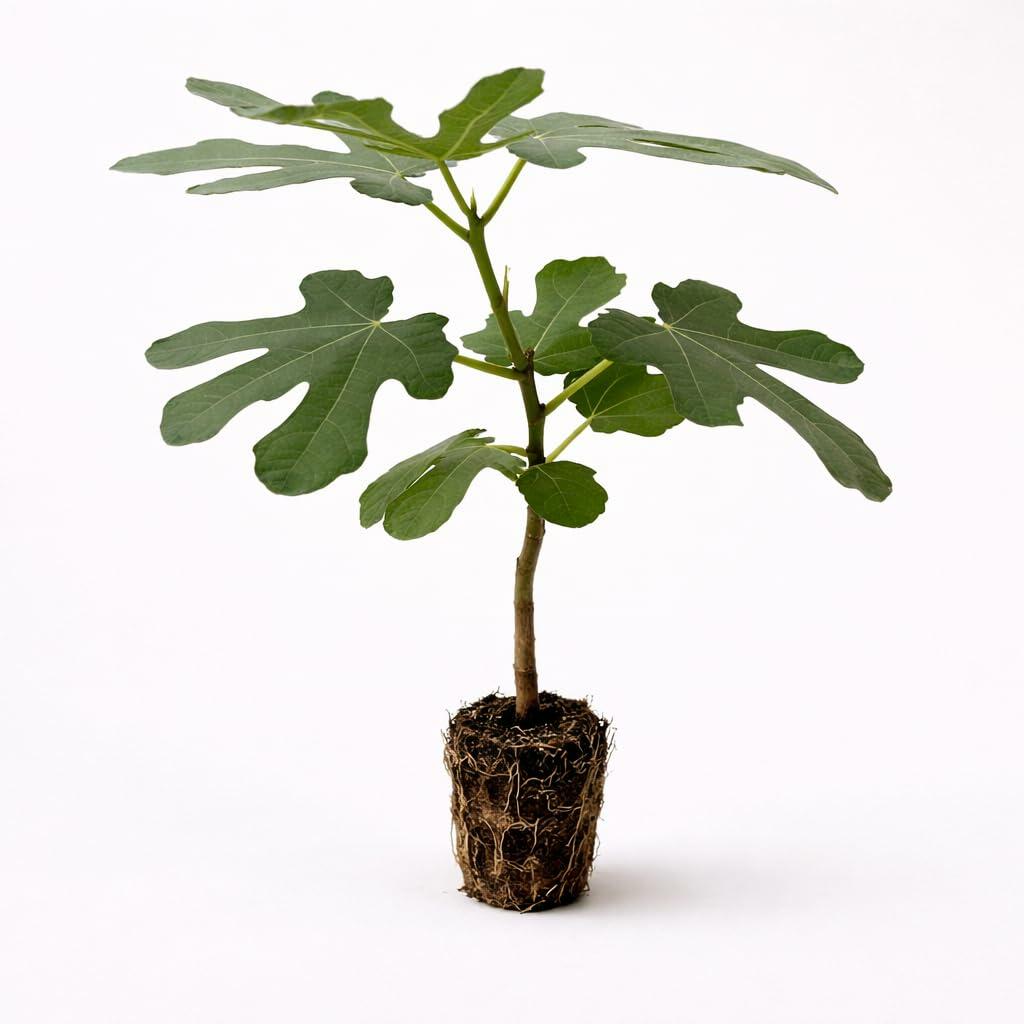 PLANT NOOK Black Mission Fig Tree Live Plant | Ficus carica Mission Edible Fruit Tree | Sweet Purple-Black Figs, Pink Flesh | Full Sun | Great for Pots or Backyard