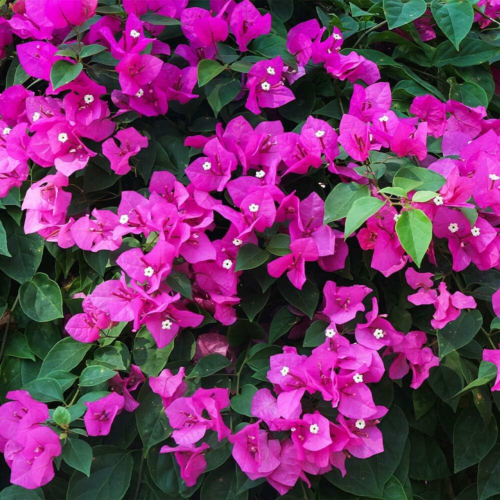 PLANT NOOK Bougainvillea New River Live Plant Starter Plug 2-Pack | Rich Purple Magenta Bracts Fast Growing Flowering Vine for Trellis Patio Pots and Landscape Color | Full Sun