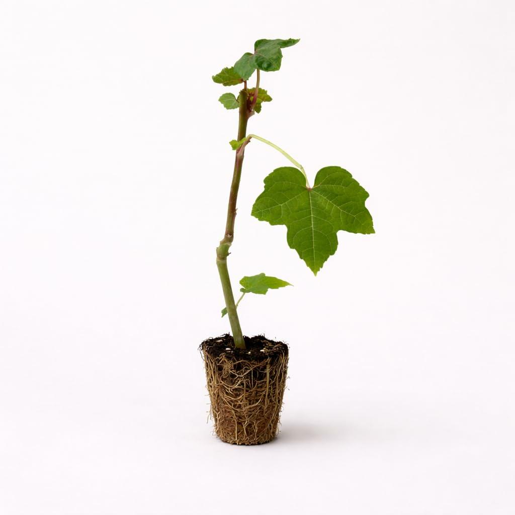 PLANT NOOK Lantana Camara Changing Times Live Plant Starter | Color-Changing Yellow to Orange to Light Red Blooms | Compact Mounding Spreader for Pots & Borders | Full Sun