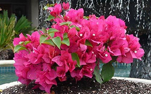 PLANT NOOK Dwarf Bougainvillea Helen Johnson Live Plant Starter Plug 2-Pack | Bright Pink Bracts Compact Flowering Shrub Vine for Patio Pots Borders and Small Gardens | Full Sun