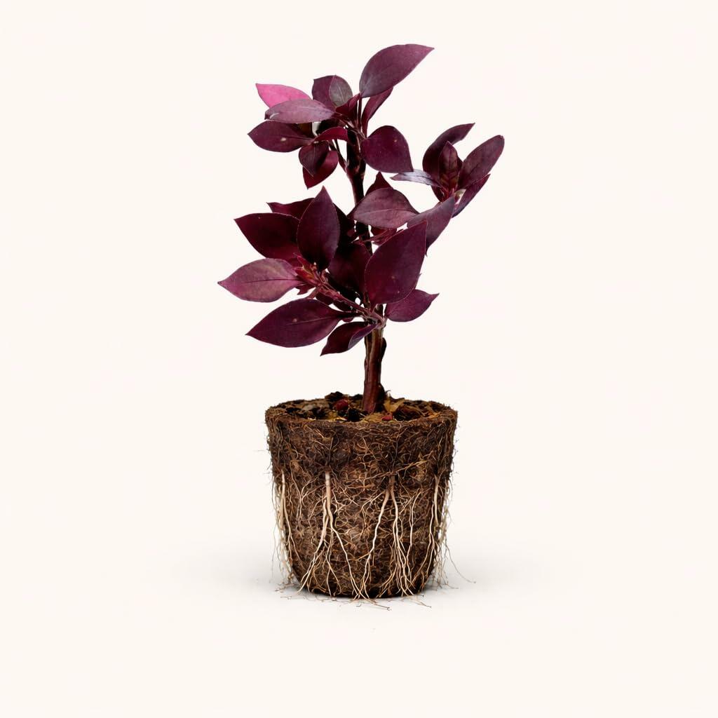 PLANT NOOK Alternanthera Little Ruby Live Plant Starter Plug 2-Pack | Deep Burgundy Purple Foliage Groundcover for Borders and Containers | Full Sun to Semi Shade | Easy Care