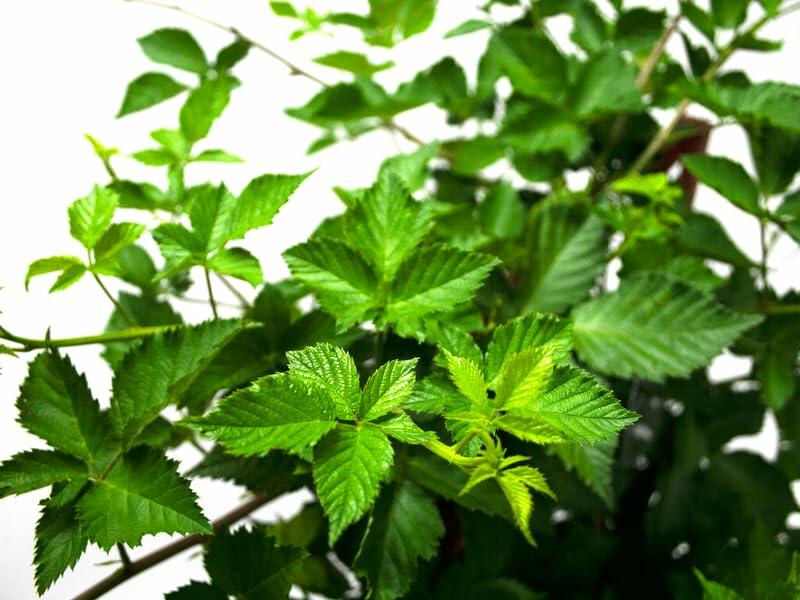 PLANT NOOK Apache Thornless BlackBerry Live Plant Starter Plug 2-Pack | Large Fruit High Yield Erect Berry Bush | Home Orchard Fruit Plant | Full Sun