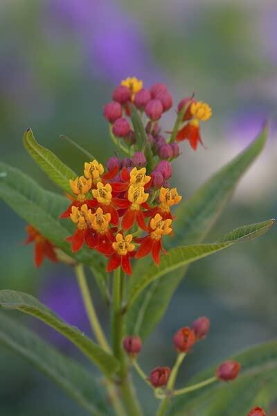 PLANT NOOK Orange Tropical Milkweed (Asclepias curassavica) Live Plant Starter Plug 2-Pack | Monarch Host Plant + Pollinator Nectar Flowers | Full Sun | Easy Care Garden Plant