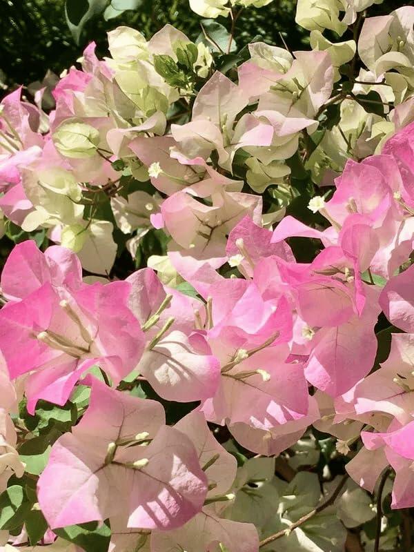 PLANT NOOK Bougainvillea Coconut Ice Live Plant Starter Plug 2-Pack | Creamy White Bracts Blushed Pink Pastel Flowering Vine for Patio Pots and Trellises | Full Sun | Easy Care