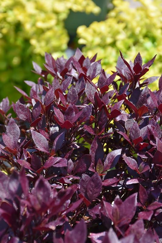 PLANT NOOK Alternanthera Little Ruby Live Plant Starter Plug 2-Pack | Deep Burgundy Purple Foliage Groundcover for Borders and Containers | Full Sun to Semi Shade | Easy Care