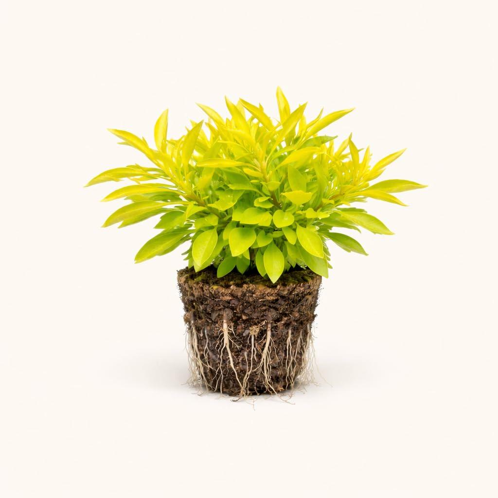 PLANT NOOK Alternanthera Chartreuse Live Plant Starter Plug 2-Pack | Bright Lime Foliage Groundcover for Borders Pots and Landscapes | Full Sun to Partial Shade | Heat Tolerant