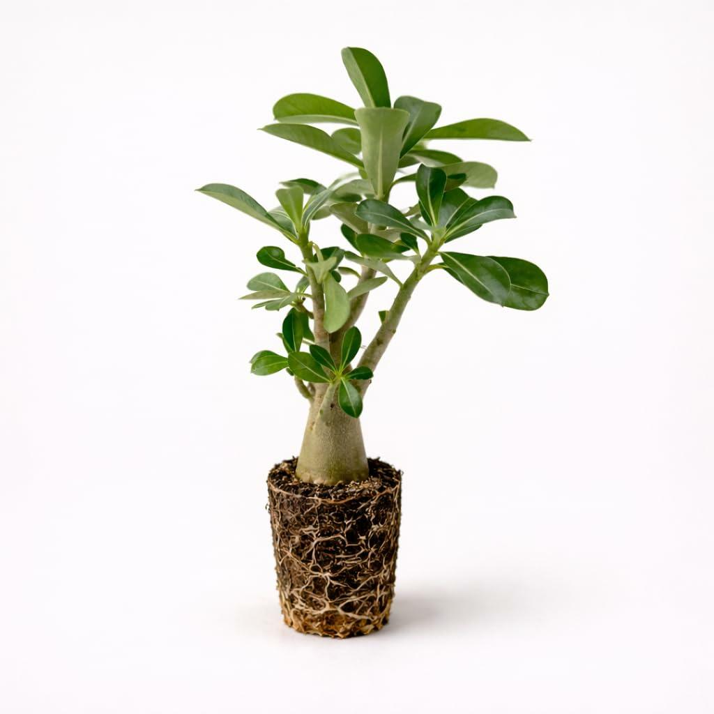 PLANT NOOK White Desert Rose (Adenium obesum) Live Plant Starter | White Blooms, Sculptural Caudex Succulent | Full Sun, Drought Tolerant | Container Plant for Patio or Bright Window