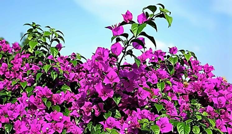 PLANT NOOK Bougainvillea Pixie Pink Live Plant Starter Plug 2-Pack | Bright Pink Bracts with Compact Dwarf Growth for Patio Pots & Hanging Baskets | Full Sun Bloomer, Heat Tolerant, USDA Zone 1011