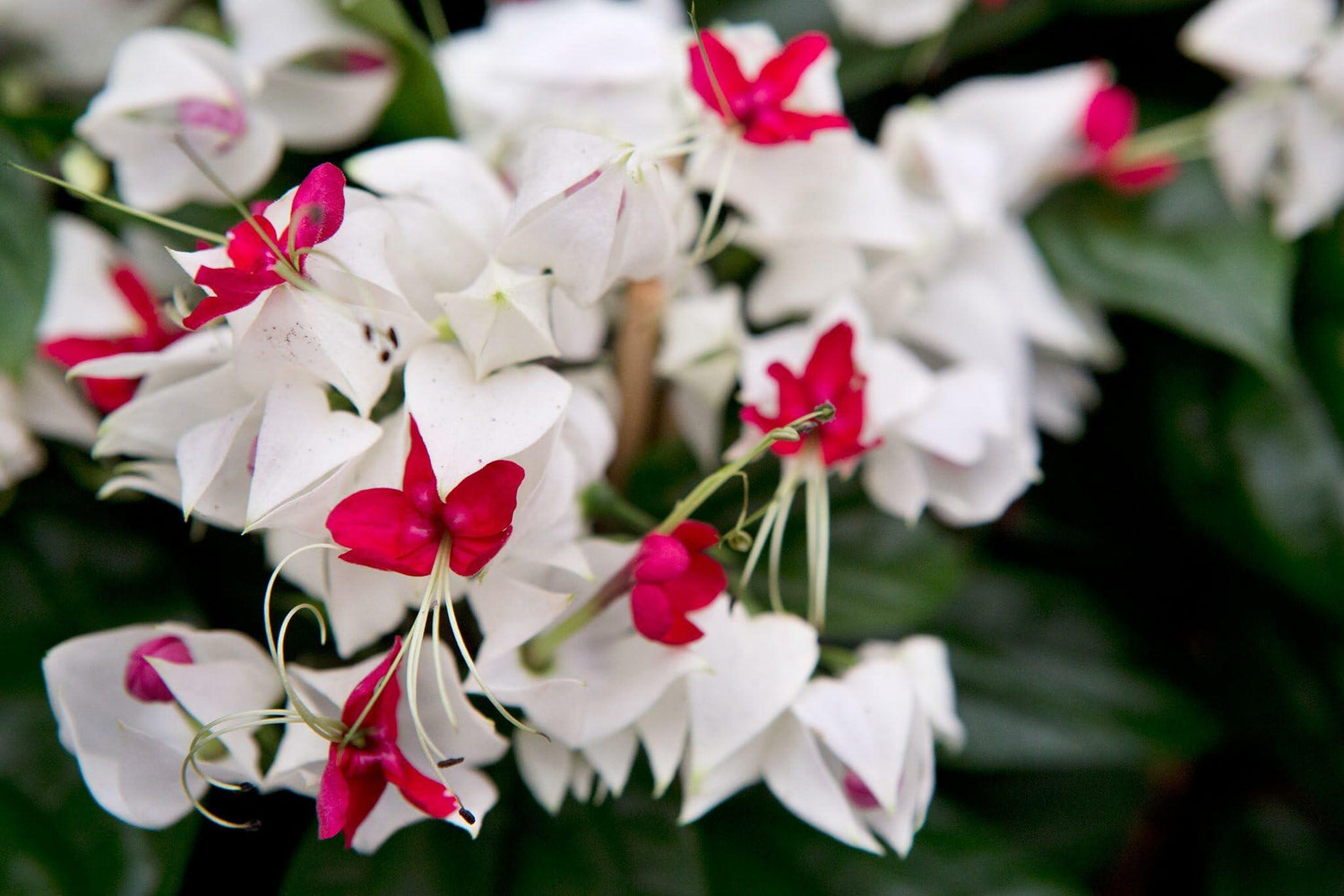 PLANT NOOK Bleeding Heart Vine White (Clerodendrum thomsoniae) Live Plant Starter Plug 2-Pack | White Bracts with Red Flowers, Fast Climbing Vine for Trellis & Patio Pots