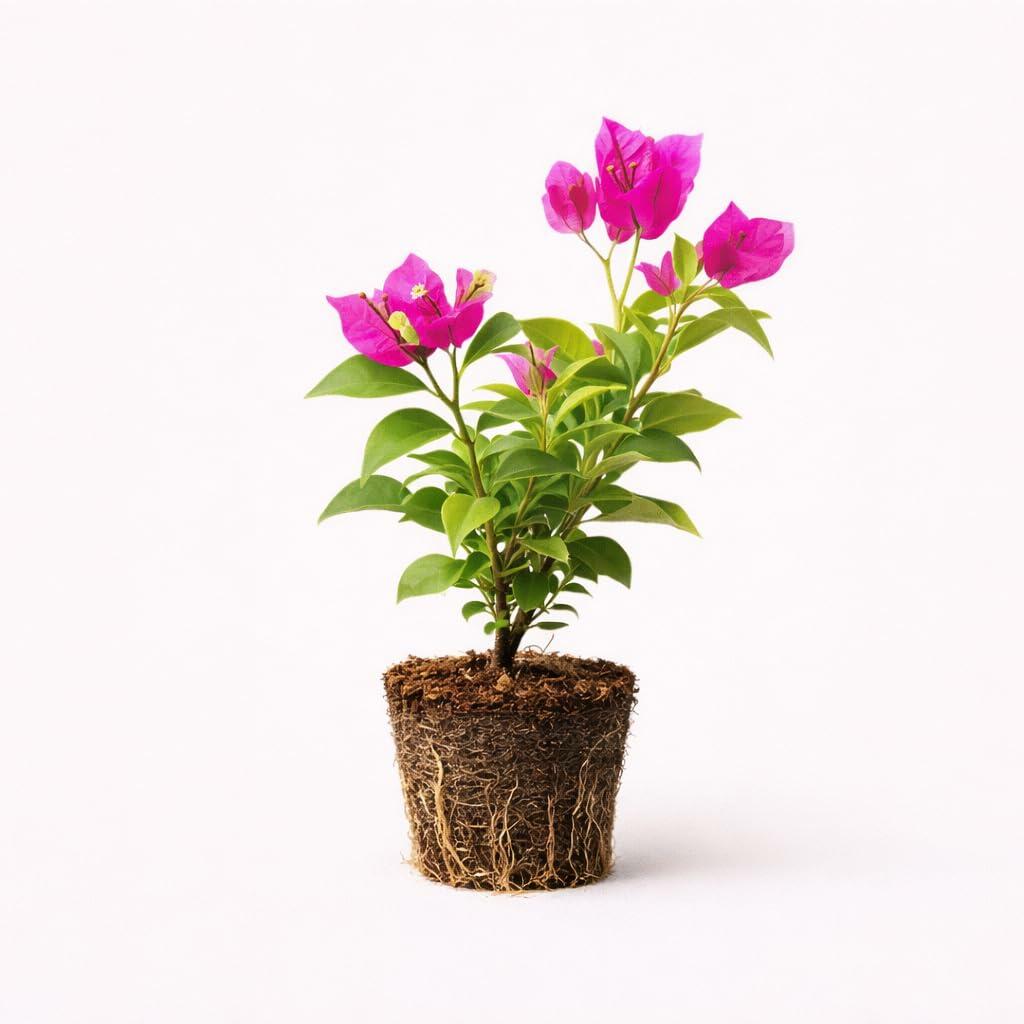 PLANT NOOK Bougainvillea Pixie Pink Live Plant Starter Plug 2-Pack | Bright Pink Bracts with Compact Dwarf Growth for Patio Pots & Hanging Baskets | Full Sun Bloomer, Heat Tolerant, USDA Zone 1011