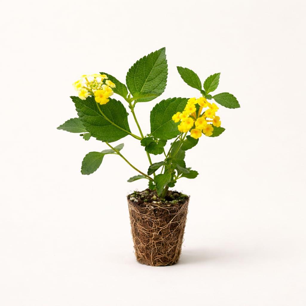 PLANT NOOK Chapel Hill Gold Lantana (Lantana Camara) Live Plant Starter | PP#21539 | Solid Golden Yellow Blooms | Low Spreading Groundcover for Pots, Baskets & Borders | Full Sun, Heat Tolerant