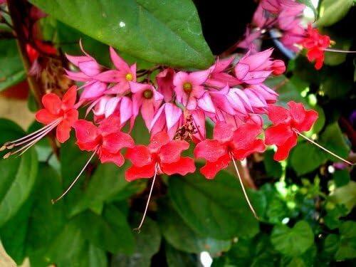 PLANT NOOK Bleeding Heart Vine Red (Clerodendrum thomsoniae) Live Plant Starter Plug 2-Pack | White Bracts with Bright Red Flowers, Fast Climbing Vine for Trellis & Patio Pots