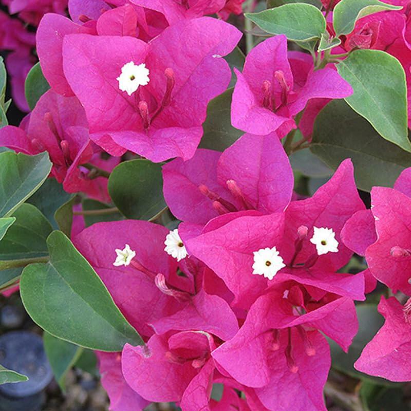 PLANT NOOK Bougainvillea La Jolla Live Plant Starter Plug 2-Pack | Brilliant Fuchsia Pink Bracts Tropical Flowering Vine for Trellis Patio Pots & Hanging Baskets | Full Sun | Heat Tolerant
