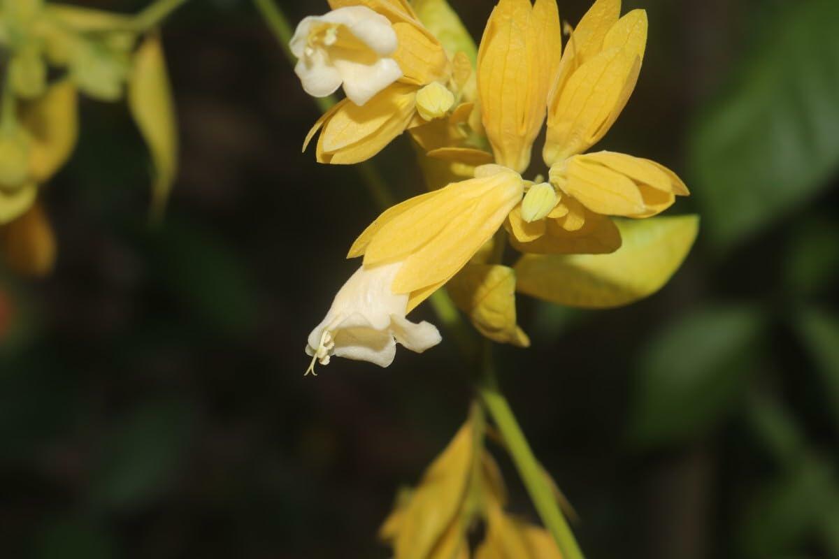 PLANT NOOK Nong Noch Vine (Petraeovitex bambusetorum) Live Plant Starter | Cascading Yellow Bracts with Creamy White Flowers | Tropical Climbing Vine for Trellis or Hanging Basket
