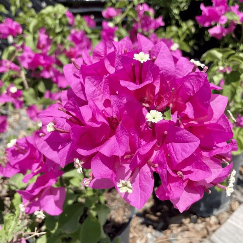 PLANT NOOK Dwarf Bougainvillea Helen Johnson Live Plant Starter Plug 2-Pack | Bright Pink Bracts Compact Flowering Shrub Vine for Patio Pots Borders and Small Gardens | Full Sun