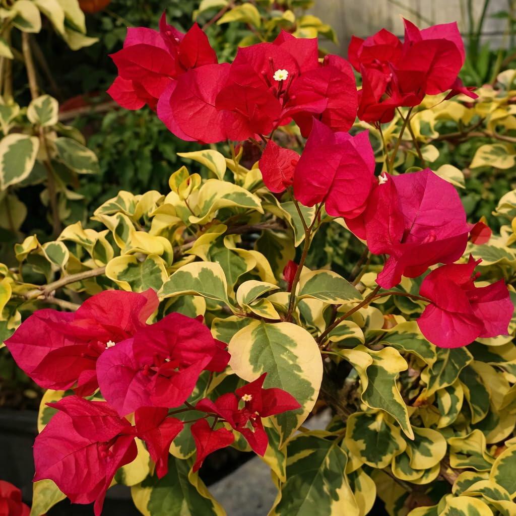 PLANT NOOK Bougainvillea Raspberry Ice Live Plant Starter Plug 2-Pack | Raspberry-Pink Bracts with Variegated Cream-Green Foliage for Patio Pots & Hanging Baskets | Spreading Growth