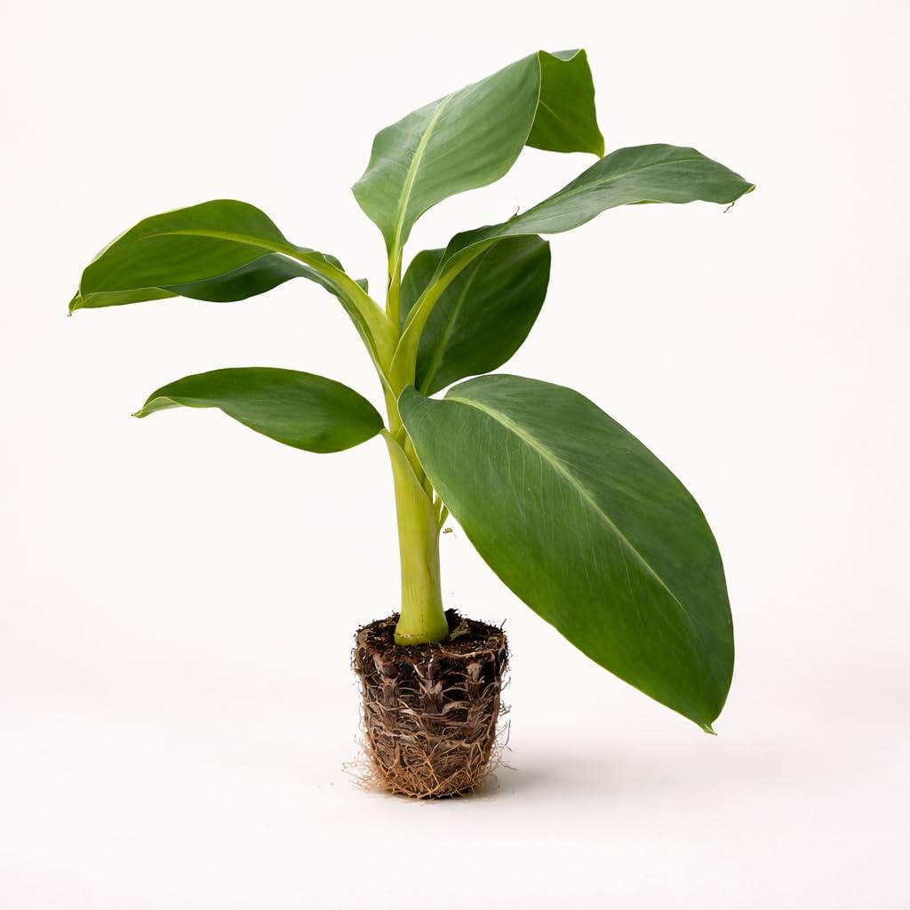 PLANT NOOK Grand Nain Banana (Musa acuminata Grand Nain) Live Plant Starter Plug 2-Pack | Fast-Growing Tropical Plant with Huge Green Leaves | Great for Patio Pots & Warm-Climate Gardens
