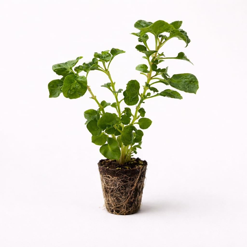 PLANT NOOK Batface Cuphea (Cuphea llavea) Live Plant Starter Plug 2-Pack | Purple Bat Blooms with Red Ears, Hummingbird Magnet | Compact Flowering Plant for Patio Pots, Hanging Baskets & Borders