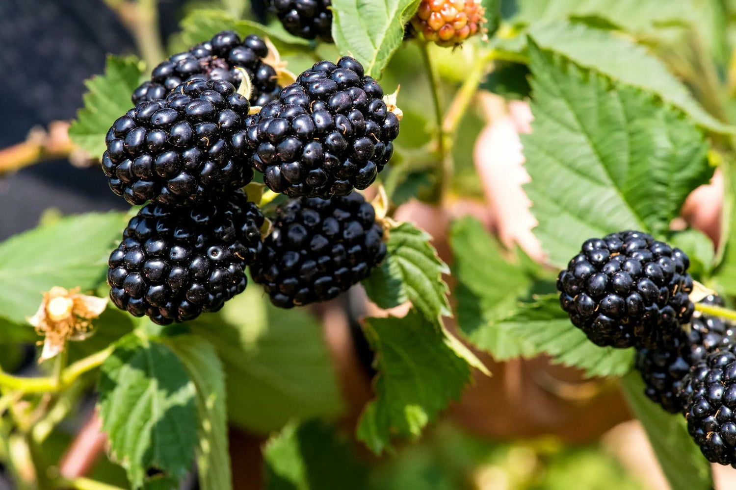 PLANT NOOK Ponca Thornless BlackBerry Live Plant Starter Plug 2-Pack | Erect High Yield Berry Bush with Exceptional Sweetness | Home Orchard Fruit Plant | Full Sun