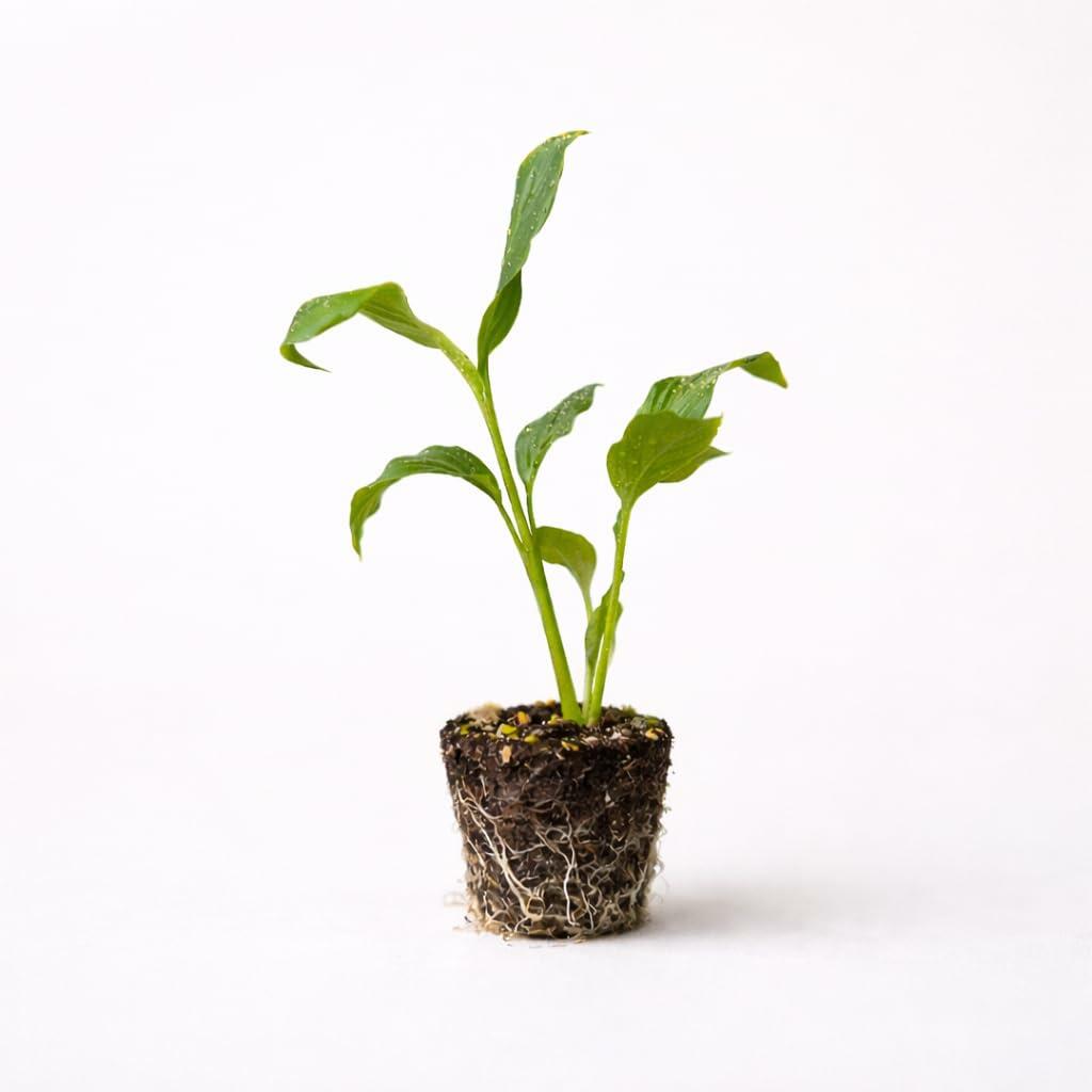 PLANT NOOK Molten Gold Dwarf Ginger Live Plant Starter Plug 2-Pack | Hedychium Hybrid Compact Ginger Lily | Golden Yellow Flowers | Full Sun to Part Shade Zones 710
