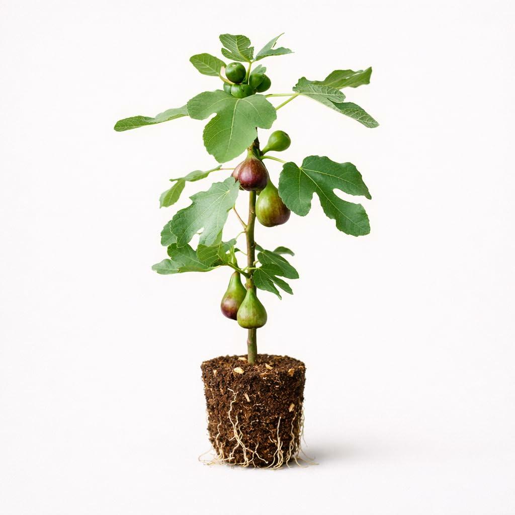 PLANT NOOK Fignomenal Dwarf Fig Tree Live Plant Starter Plug 2-Pack | Compact Patio Fig for Containers | Self Fertile Sweet Figs | Indoor Outdoor Growing