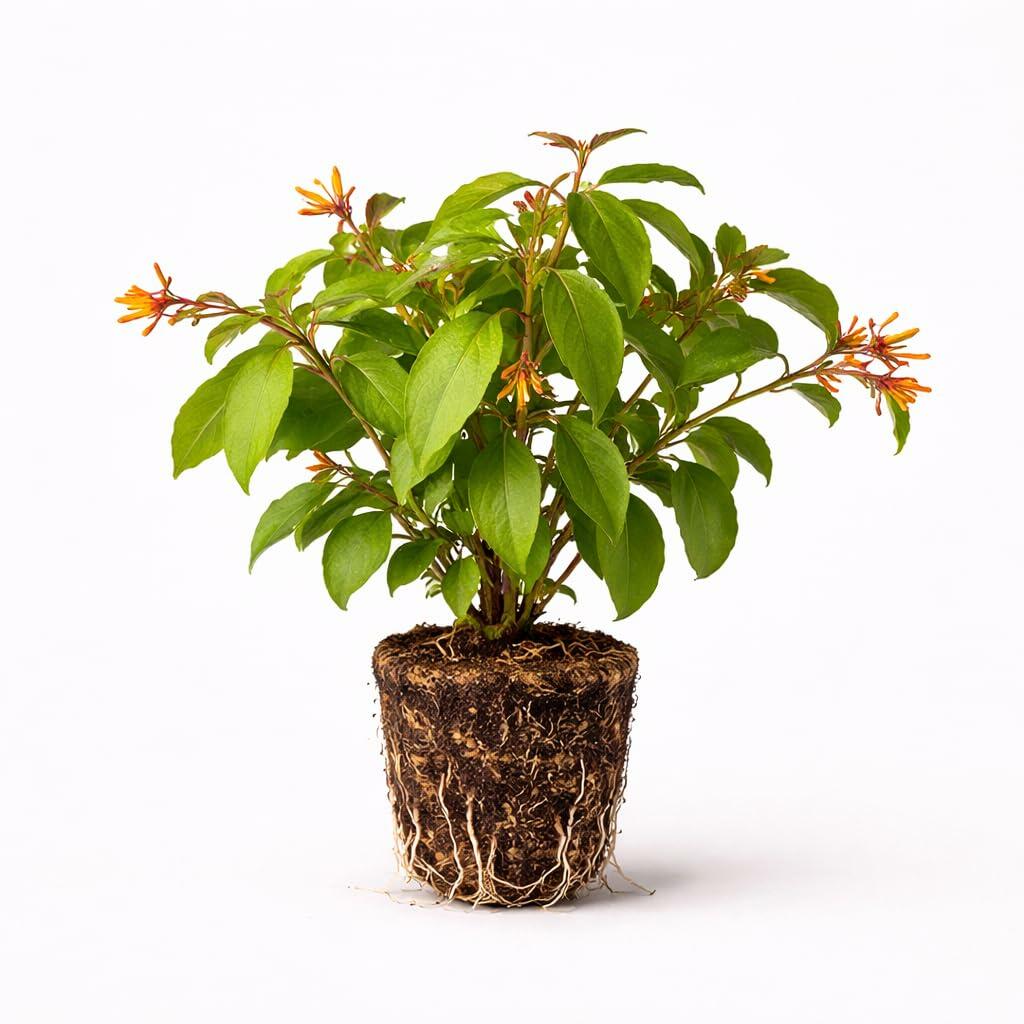 PLANT NOOK Firefly Firebush (Hamelia Patens Firefly) Live Plant Starter Plug 2-Pack | Compact Hummingbird Shrub | Red Orange Tubular Flowers | Full Sun