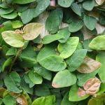 PLANT NOOK Ficus pumila Fig Vine Live Plant Starter Plug 2-Pack | Creeping Fig Wall Cover Vine | Fast Climbing Groundcover | Indoor or Outdoor Foliage Plant