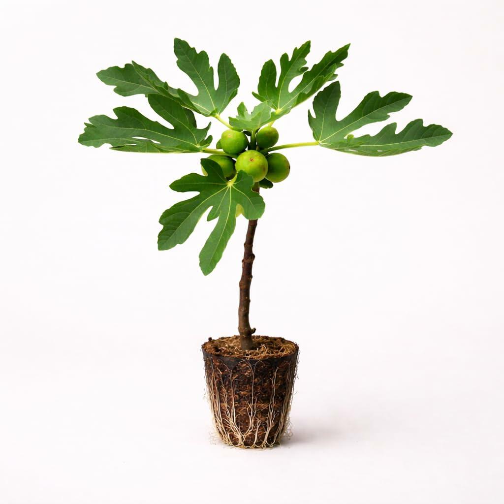 PLANT NOOK Olympian Fig Tree Live Plant Starter Plug 2-Pack | Cold Hardy Fig Variety | Large Purple Figs with Sweet Flesh | Full Sun Fruit Tree Zones 610