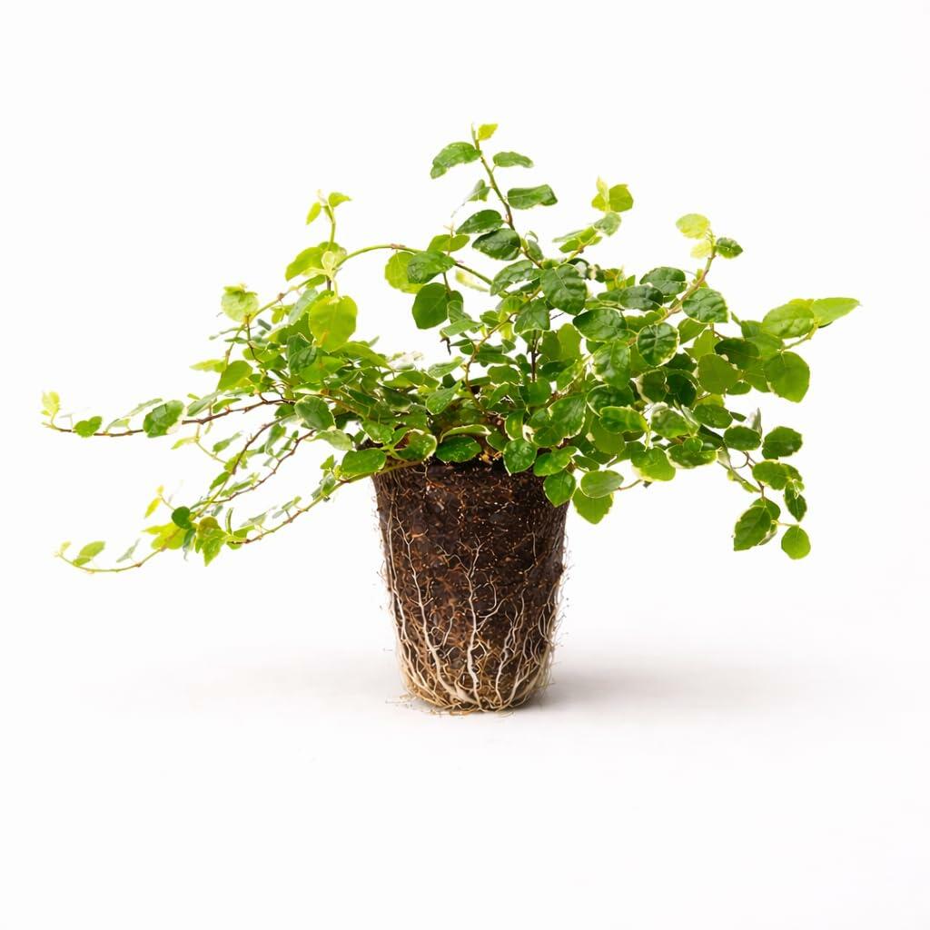 PLANT NOOK Ficus pumila Fig Vine Live Plant Starter Plug 2-Pack | Creeping Fig Wall Cover Vine | Fast Climbing Groundcover | Indoor or Outdoor Foliage Plant