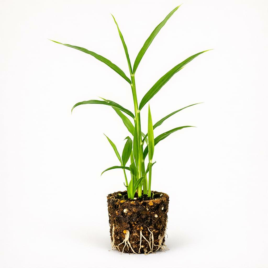 PLANT NOOK Ginger Root Plant Live Starter 2-Pack | Zingiber officinale Edible Rhizome Herb | Grow Fresh Ginger at Home | Container Friendly Warm Weather Plant