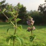 PLANT NOOK Berries and Cream Mint Live Plant Starter Plug 2-Pack | Fruity Mint Flavor | Great for Teas Desserts and Summer Drinks | Full Sun to Part Shade Herb