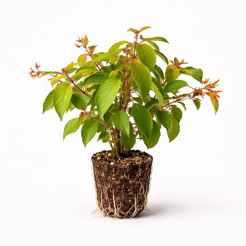 PLANT NOOK Mexican Firebush (Hamelia Patens) Live Plant Starter Plug 2-Pack | Orange Red Tubular Blooms | Hummingbird and Butterfly Magnet | Full Sun Shrub