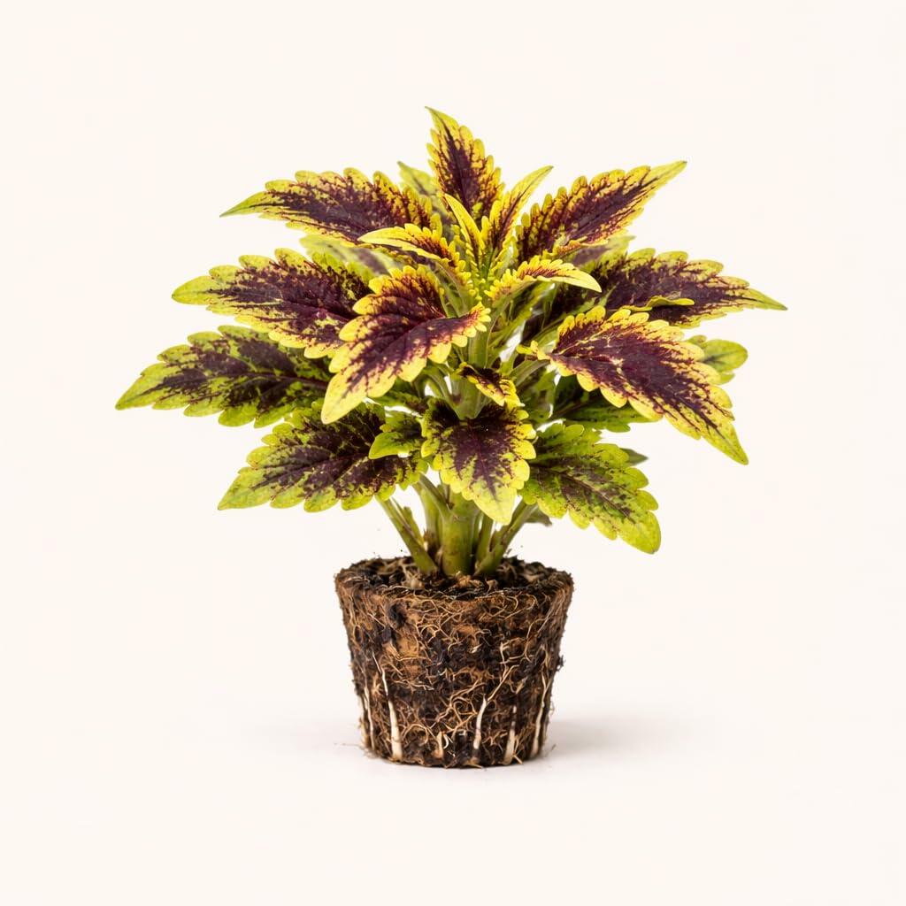 PLANT NOOK Coleus Robyn Live Plant Starter Plug 2-Pack | Red Pink and Green Foliage Plant | Sun to Shade Patio Container Color | Easy Care Annual