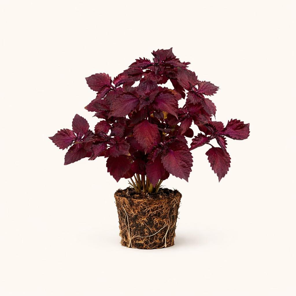 PLANT NOOK Magilla Perilla Live Plant Starter Plug 2-Pack | Coleus Look Foliage Plant with Purple Pink and Green Leaves | Sun to Shade Patio Container Plant