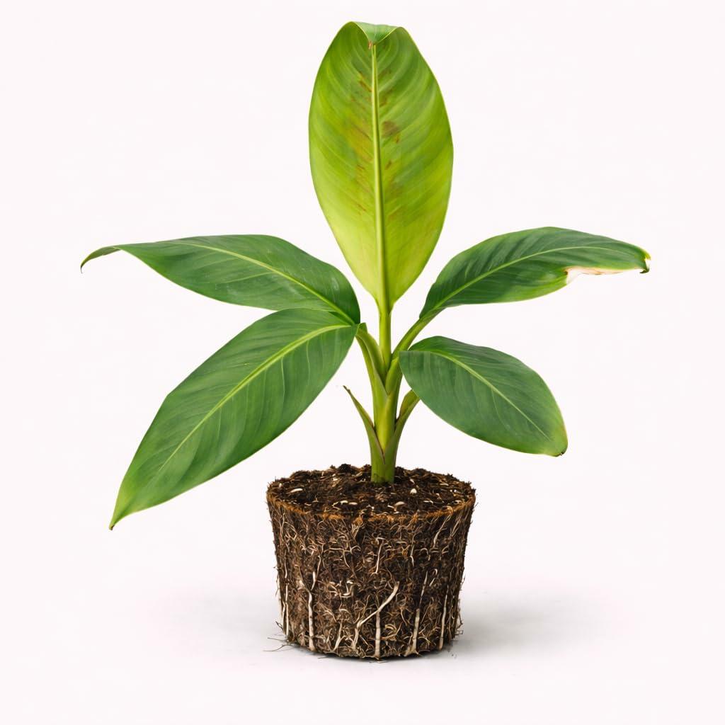 PLANT NOOK Micro Leaf (Dwarf Guava) Live Plant Starter Plug 2-Pack | Small Leaf Mini Guava Fruit Plant | Compact Edible Shrub for Pots | Full Sun
