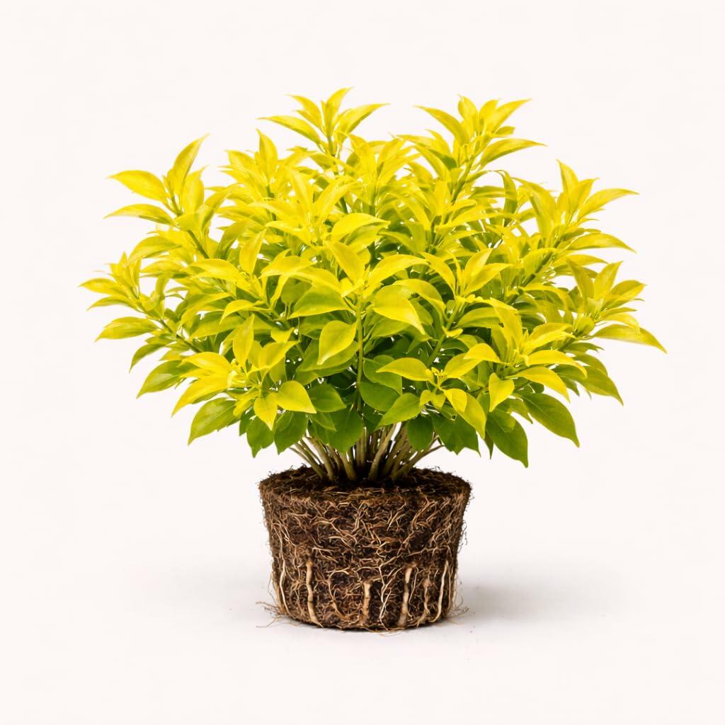 PLANT NOOK Duranta Cuban Gold Live Plant Starter Plug 2-Pack | Gold Mound Duranta with Bright Golden Foliage | Compact Mounding Shrub for Borders and Pots | Full Sun