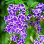 PLANT NOOK Duranta Blue Live Plant Starter Plug 2-Pack | Skyflower Golden Dewdrop with Lavender Blue Blooms | Fast Growing Shrub for Hedges and Pots | Full Sun