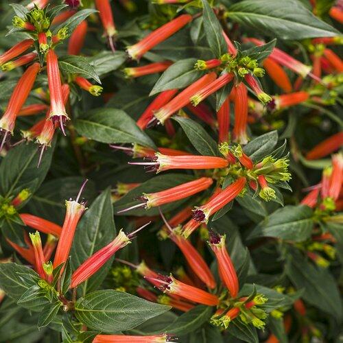 PLANT NOOK Cuphea Big Cigar Live Plant Starter Plug 2-Pack | Cigar Flower with Orange Red Tubular Blooms | Hummingbird Magnet | Full Sun to Part Shade