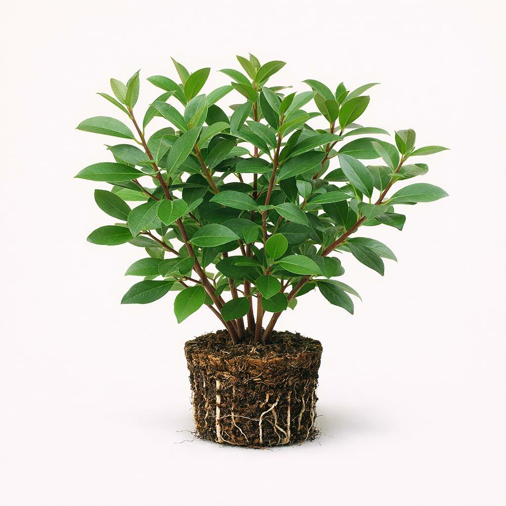 PLANT NOOK Strawberry Guava Live Plant Starter Plug 2-Pack | Tropical Guava Tree with Sweet Red Fruit | Evergreen Edible Shrub | Full Sun to Part Sun