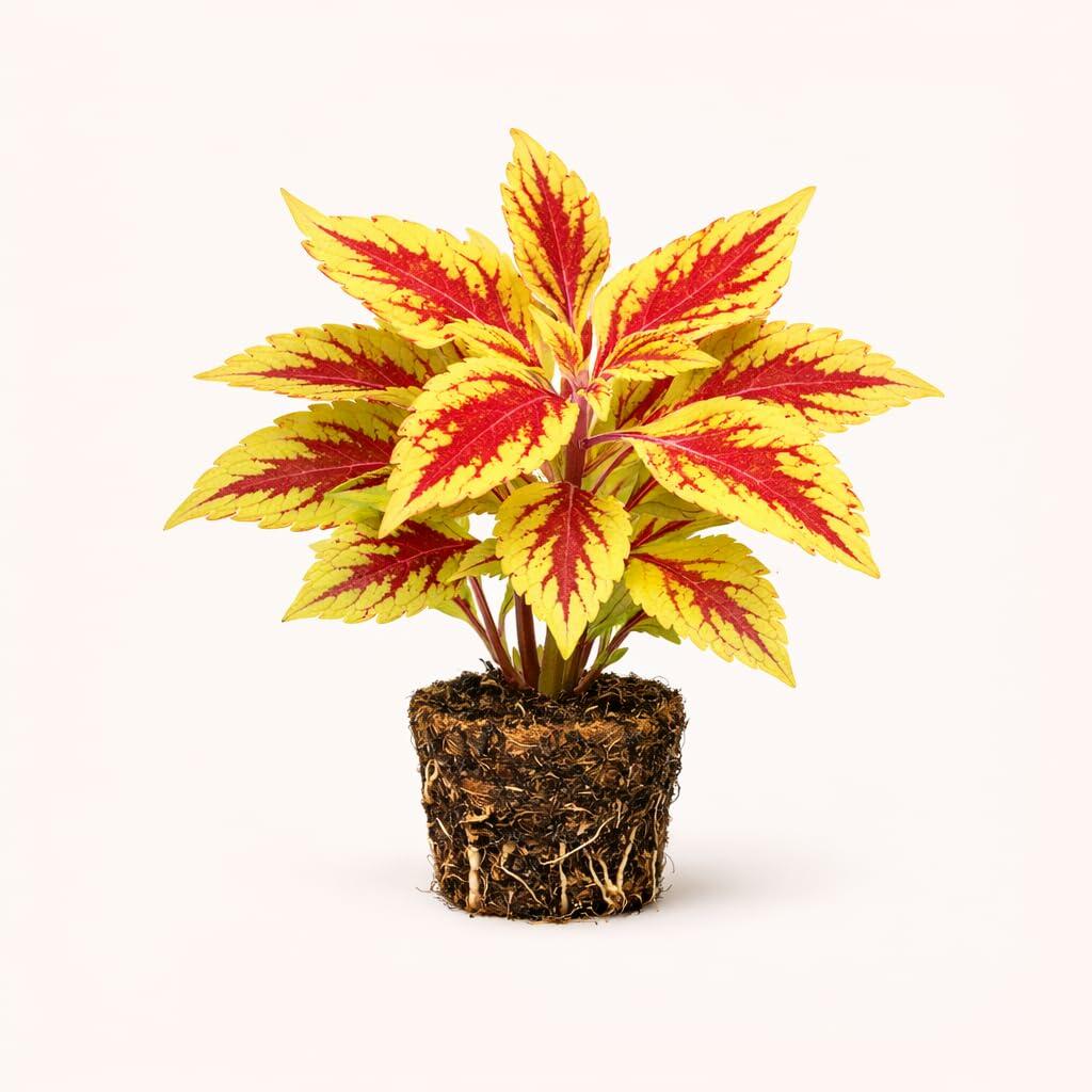 PLANT NOOK Coleus Pineapple Live Plant Starter Plug 2-Pack | Bright Chartreuse Yellow Foliage with Maroon Accents | Sun to Shade Color Plant for Pots