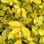 PLANT NOOK Duranta Cuban Gold Live Plant Starter Plug 2-Pack | Gold Mound Duranta with Bright Golden Foliage | Compact Mounding Shrub for Borders and Pots | Full Sun