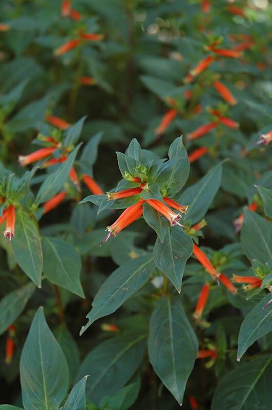 PLANT NOOK Cuphea David Verity Live Plant Starter Plug 2-Pack | Large Firecracker Plant with Orange Red Tubular Flowers | Hummingbird Magnet | Full Sun