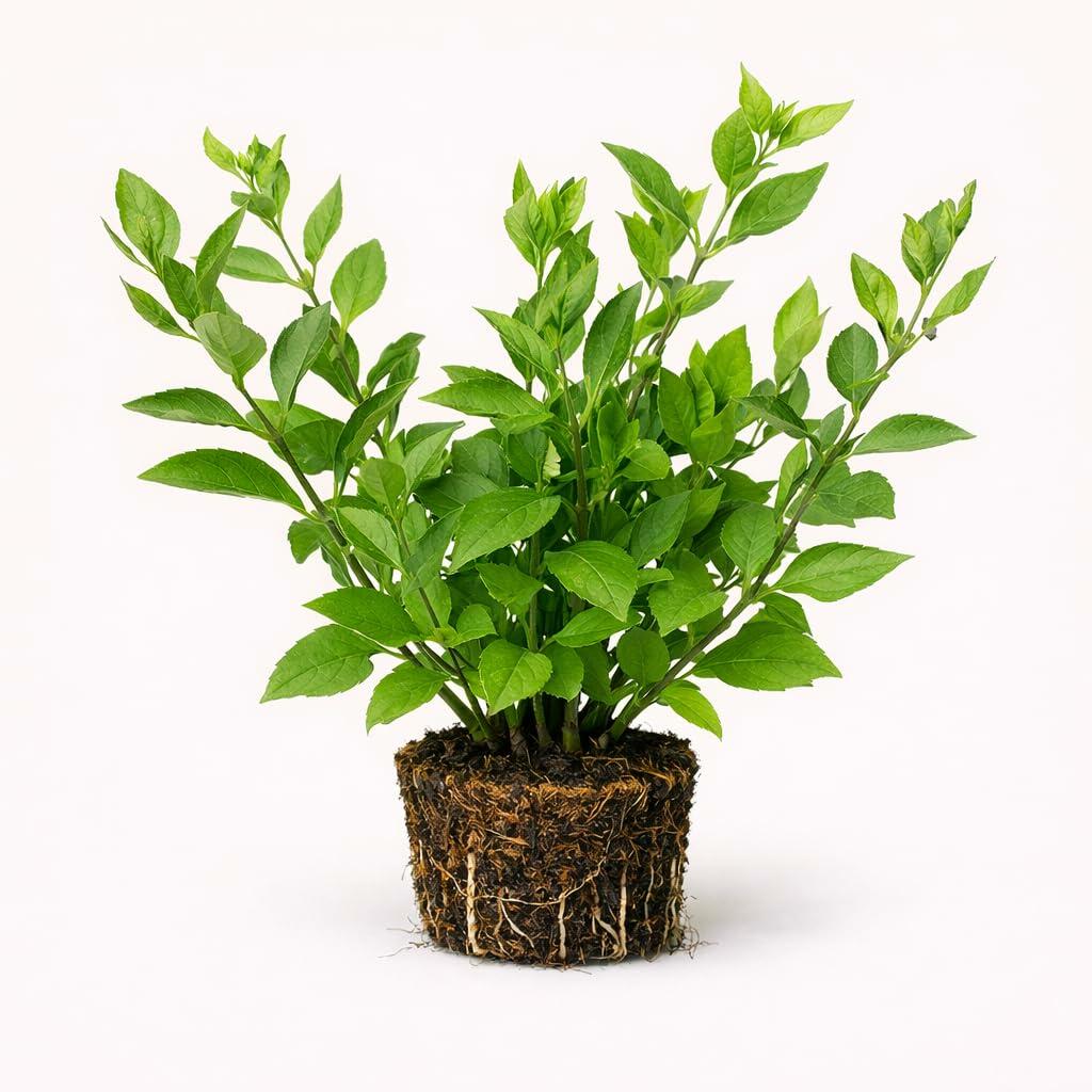 PLANT NOOK Duranta Blue Live Plant Starter Plug 2-Pack | Skyflower Golden Dewdrop with Lavender Blue Blooms | Fast Growing Shrub for Hedges and Pots | Full Sun